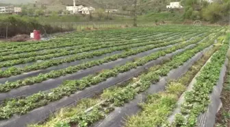 Tescilli Sason çileğinde bu yıl hasadın 5 bin ton olması hedefleniyor