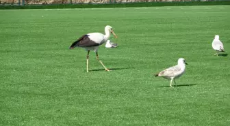 Bu leylek futbol sahasında martıların arasında dinlenmeyi yeğledi