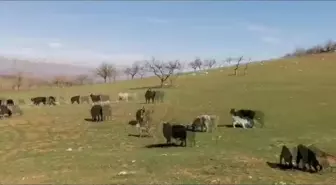 Malatya'da Köylüler Altın Madenine Karşı Eylem Yaptı: 'Burada Doğdum, Burada Öleceğim. Bu Yaştan Sonra Nereye Gideceğim'