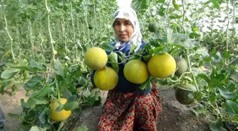 Mersin'de örtü altı kavun hasadı başladı