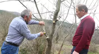 Meyve ağaçlarında aşılama ve budama nasıl olmalı?