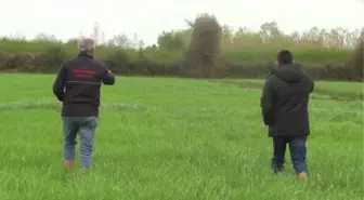 Efsane güreşçi Yaşar Doğu'nun lakabı 'Koca Yaşar' yerli çim çeşidine verildi