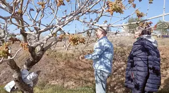 Siirt'te fıstık bahçelerinde tozlayıcı uyumu kontrolleri başladı