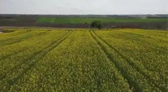 Tekirdağ'da çiçek açan kanolalar tarlaları sarıya bürüdü