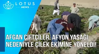 Video: Afgan Çiftçiler, Afyon Yasağı Nedeniyle Çilek Ekimine Yöneldi