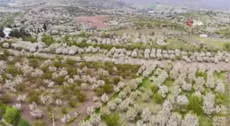 Binlercesi çiçek açtı, beyaz gelinliğini giydi