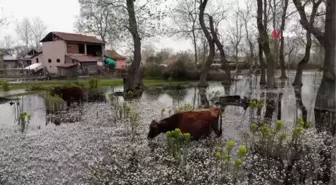 Kuş Cenneti'nde su papatyası güzelliği