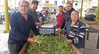 İlkbahar sebzesi baklada hasat zamanı