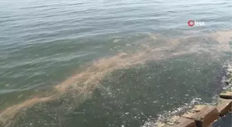 Marmara denizi yine turuncuya büründü