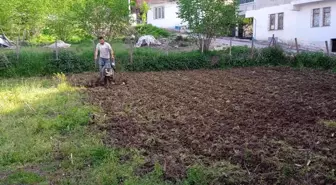 Tarlalarda çapalama işlemi başladı