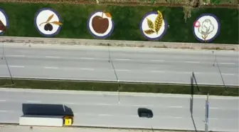 Çiçek açan 1 buçuk milyon hercai, Denizli'ye baharı getirdi