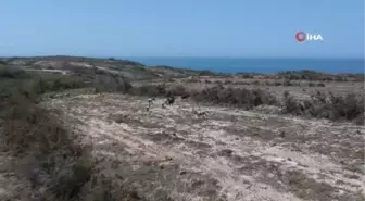 Dron gören yılkı atların şaşkınlığı böyle görüntülendi