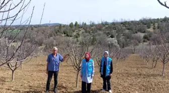 Hisarcık'ta elma bahçelerinde hastalık kontrolü