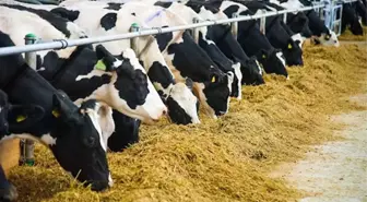 Genetiği değiştirilmiş bazı soya ve mısır çeşitlerinin hayvan yemlerinde kullanımı onaylandı