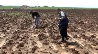 Dolu yağışı ekili arazileri vurdu