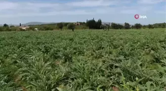 Hava şartları nedeniyle sakız enginarında rekolte düşük