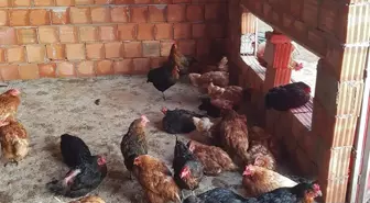 Kümesin önünde saldırıya uğrayan tavuğun yaptıklarına kimse inanamadı