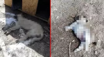 Kırşehir'de yol kenarındaki ölü köpeklerin görüntüsü yürek sızlattı