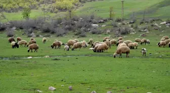 Göçerler kar erimeden Şırnak yaylalarına çıktı