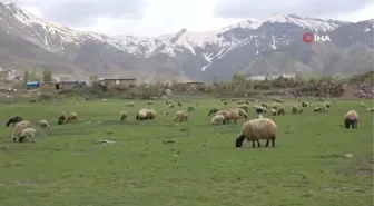 Göçerler kar erimeden Şırnak yaylalarına çıktı