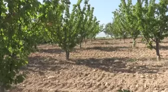 Sezonun ilk kirazı Manisa'da hasat edildi