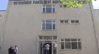 20 yaşındaki köpek 'Korkmaz'ı yaşatmak için çalışıyorlar