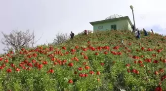 'Ağlayan gelin' Van'da doğayı renklendirdi