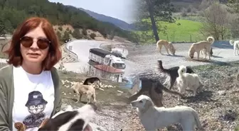 Bolu'da Terk Edilen 150'den Fazla Köpek Aç ve Susuz Halde Bulundu