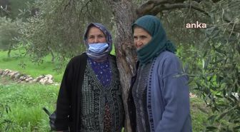 Danıştay'ın Zeytin Kararının Ayrıntısı Belli Oldu: 'Tahrip Olan Alanların Eski Haline Getirilmesi Mümkün Değil'