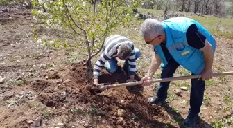 Şaphane'de kiraz ve vişne bahçelerinde fenolojik gözlem çalışmaları