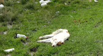 Son dakika haberi... Kars'ta yaralı köpek ölüme terk edildi