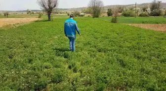 Şaphane'de yem bitkisi ekili alanlarda hastalık ve zararlı kontrolleri