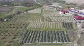 Üzüm bağlarında salkım güvesine karşı biyoteknik mücadele