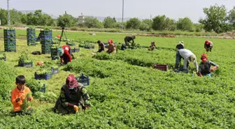 Kilis'te tarım işçileri 1 Mayıs'ı tarlada çalışarak geçirdi