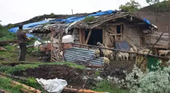 Koyunların meleme sesi kesilince ağıla gitti, korkunç manzarayla karşılaştı