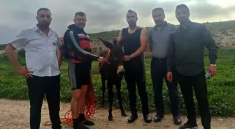 Dicle Nehri'nde mahsur kalan eşek kurtarıldı
