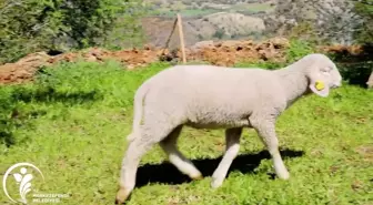 Merkezefendi Belediyesi'nce Kadın Üreticilere Verilen Koyunlar, Kuzulamaya Başladı