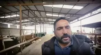 Süt Üreticileri, Ulusal Süt Konseyi'nin Fiyatları Artırmamasına Tepkili: 'Her Gün Litre Başı 2 Lira Zarar Ediyoruz'
