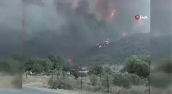 Yanan ormanlar yeniden yeşerdi
