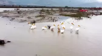 AFRİKA'DAN GÖÇ EDEN PELİKANLAR ERZİNCAN'DA MOLA VERDİ