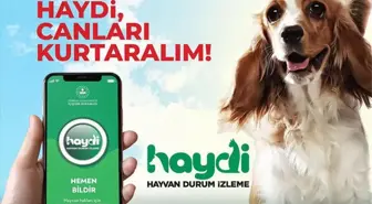 HAYDİ uygulaması nedir, nasıl çalışır? HAYDİ hayvan polisi ne iş yapar? HAYDİ uygulaması ücretli mi?