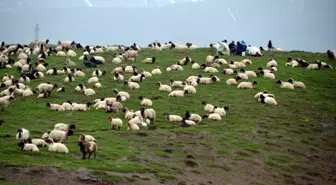 Göçerlerin yayla mesaisi başladı