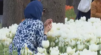 EMİRGAN KORUSU'NDAKİ 'LALE ŞÖLENİ'NE FOTOĞRAF GÖLGESİ