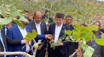 Milletvekili Tutdere: 'Dolu afetinden dolayı ağaçlarda dal, ekinlerde başak kalmadı'