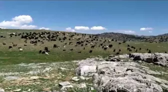 Kahramanmaraş'ta Yaylalara Göç Başladı: '12. Aya Kadar Yaylada Kalıyoruz. Hayvanlarımıza Yemi 5 Gün Geç Versek O Kadar Faydamıza'