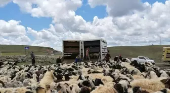 Muhtarın öldürüldüğü sürü kavgası sonrası 4 bin 500 küçükbaş ilçe dışına taşındı