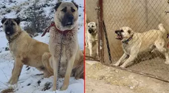 Uzman isim kangalların diğer köpeklerden en büyük farkını açıkladı: Aile içi çiftleşme yapmıyorlar