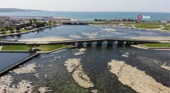 Büyükçekmece Dalyan'da yosun temizliği devam ediyor