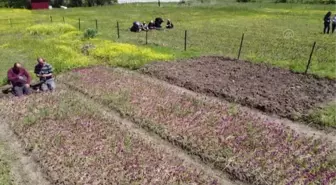 Özel izinle üretilen salep orkidesinin hasadına başlandı