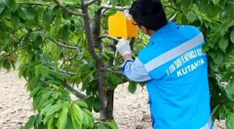 Şaphane'de Kiraz Sineği zararlısı ile mücadele çalışmaları